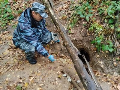 Ветеринары раскладывают вакцину против бешенства в рязанских лесах