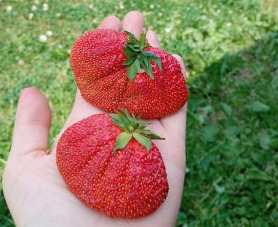 В рязанских агропредприятиях собрали 117 тонн садовой земляники