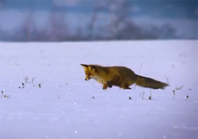 В Рязанской области активизировались лисы
