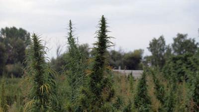 Дикорастущую коноплю уничтожили наркополицейские в Александро-Невском районе