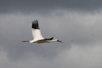 Выросший в рязанском заповеднике стерх улетел на юг 