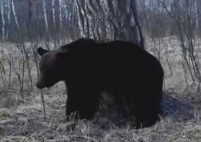В Ермишинском районе заметили след медведицы и медвежонка