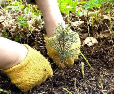 На Рязанщине сажают лес