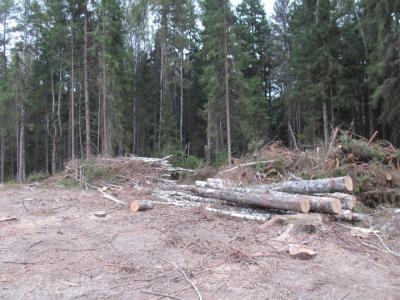 Рязанца оштрафовали на 1,5 миллиона рублей за рубку деревьев