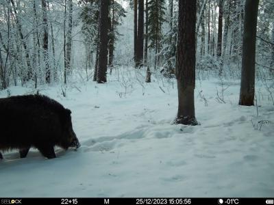 В Окском заповеднике верят в мощное рыло кабанов