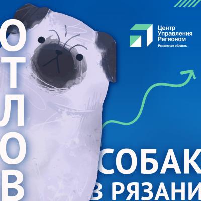 В феврале зафиксировано 71 обращение рязанцев по поводу бродячих собак