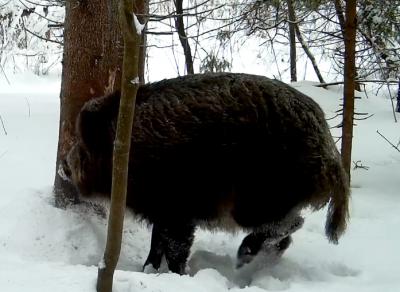 В Окском заповеднике засняли кабана с необычным хвостом