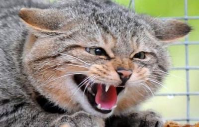 В трёх населённых пунктах Рязанской области выявлено бешенство