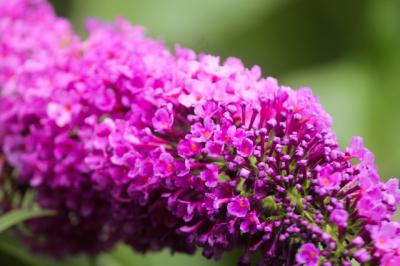 Биостанция РГУ имени Есенина поделилась снимками Буддлеи Давида