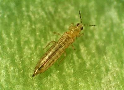 Рязанский магазин «ОБИ» завёз карантинного вредителя