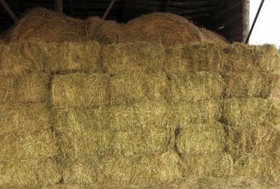 Животноводческие хозяйства Рязанского региона запаслись кормами на зиму