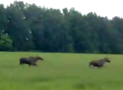 Под Скопином сняли бегущих лосей