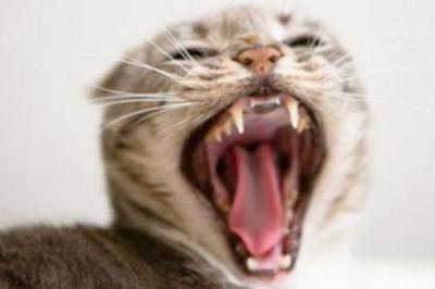 Карантин по бешенству животных введён в двух населённых пунктах Клепиковского и Рязанского районов