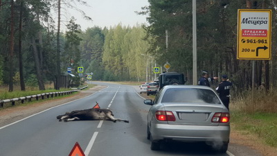 Под Рязанью сбили лося