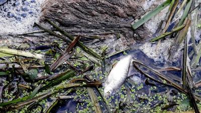 Загрязнившее рязанскую речку Амшанку предприятие оштрафовали на 80 тысяч рублей