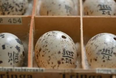 Фото: www.culture.ru