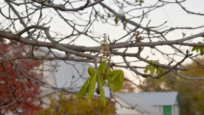 В Михайлове зацвёл каштан