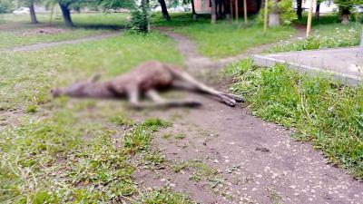 Во дворе дома в Новомичуринске от разрыва сердца умер лосёнок