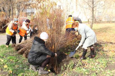Елена Сорокина высадила кустарники в сквере имени Евгения Попова