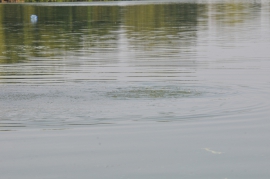 В Спасском районе открыли движение по понтонному мосту через Оку