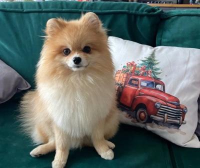 Уже пять домашних питомцев в 2025 году получили разрешение на выезд за границу 