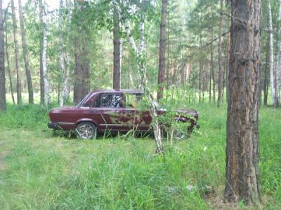 В лесу у села Заборье обнаружены живые «мертвецы»