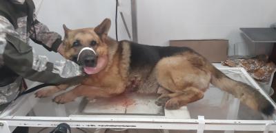 Под Рязанью собаку ранили стрелой