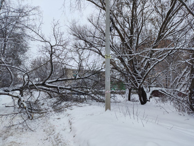 На улице Типанова в Рязани упавшее дерево перегородило проезжую часть