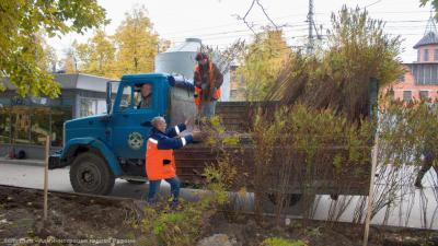 В сквере на улице Трудовой в Рязани высадили живую изгородь