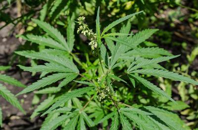 В трёх районах Рязанской области уничтожили заросли конопли