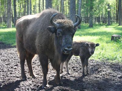 В Окском заповеднике родился 500-й зубрёнок