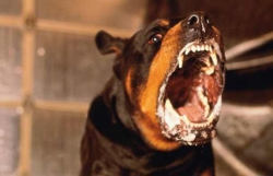 В Михайловском районе отменён карантин по бешенству