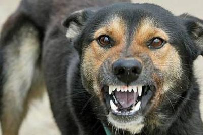 Карантин по бешенству введут в деревне Совка Ряжского района