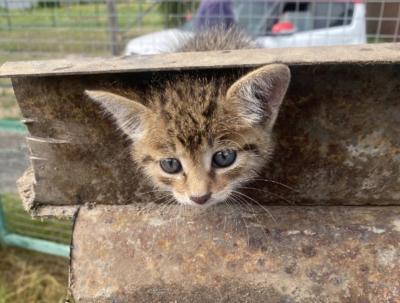 Рязанские волонтёры спасли котёнка, застрявшего в тракторе