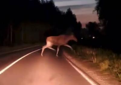 Рязанских водителей предупредили о лосях, перебегающих дорогу в темноте