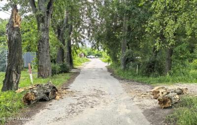 Жители посёлка Никуличи в Рязани просят спилить опасные тополя