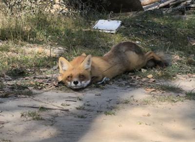 В клепиковской деревне засняли отдыхающую лису