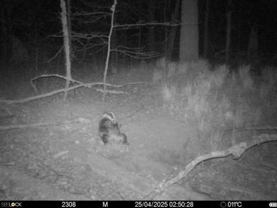 В Окском заповеднике показали, как отдыхает барсук