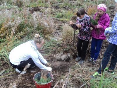 Рязанские школьники посадили около 5000 сосен
