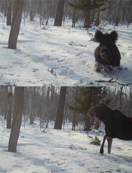 В лесах Окского заповедника звери ходят по чужим следам