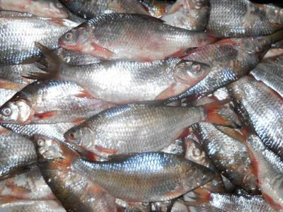 В нацпарке «Мещёский» и Окском биосферном заповеднике пресечена браконьерская ловля рыбы