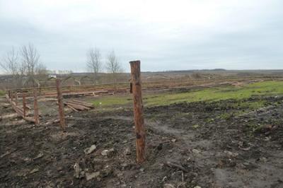 Рязанской ферме запретили ввозить нетелей из США