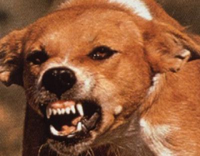 Карантин по бешенству введён в Заполье Шиловского района