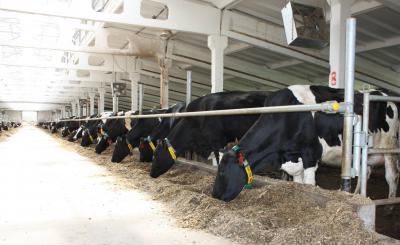 На Рязанщине активно развивается молочное животноводство