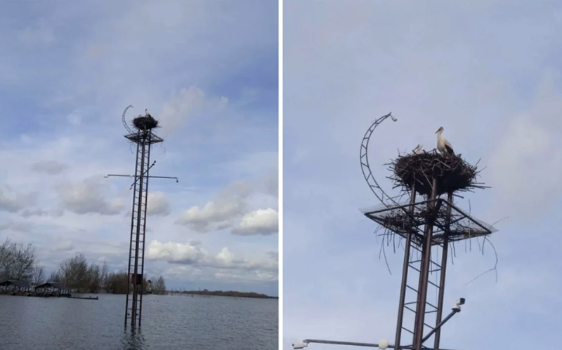 Фото Рязанского дома белого аиста/автор Маргарита Данилина
