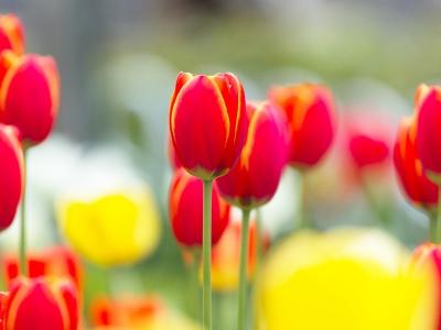 Рязанские «Патриоты России» поздравляют дорогих женщин с 8 марта