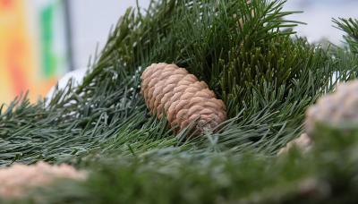 Рязанка незаконно торговала ёлками на улице Трудовой