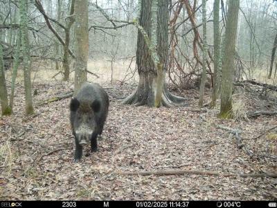 В Окском заповеднике фотоловушка запечатлела статного вепря