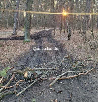 Жители Солотчи пожаловались на водителей, проложивших дорогу в лесу к Лысой горе