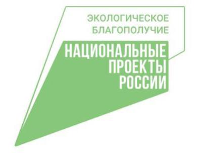 В рязанском регионе высадили порядка 6 миллионов саженцев сосны